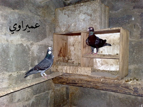 alshohooh-f4284cf8b9.jpg